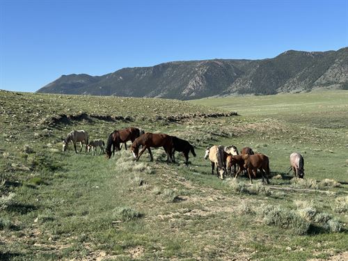 Silver Sage Run : Laramie : Albany County : Wyoming