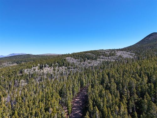 Wooded 2.19 Acres, RV Friendly : Fort Garland : Costilla County : Colorado