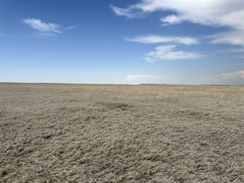 County Line Expired Crp / Pasture : Potter : Kimball County : Nebraska
