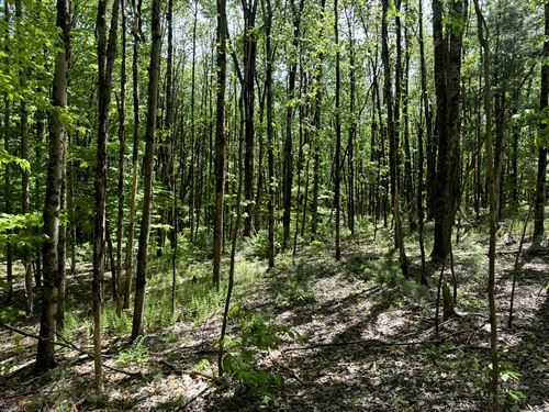 Wooded 5 Acres for Home or Cabin : Vienna : Oneida County : New York
