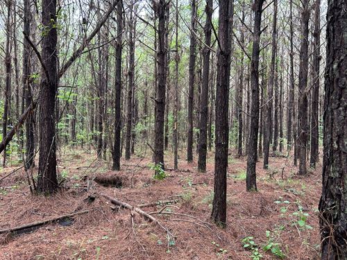 Fox Pen Tract : Greenville : Butler County : Alabama