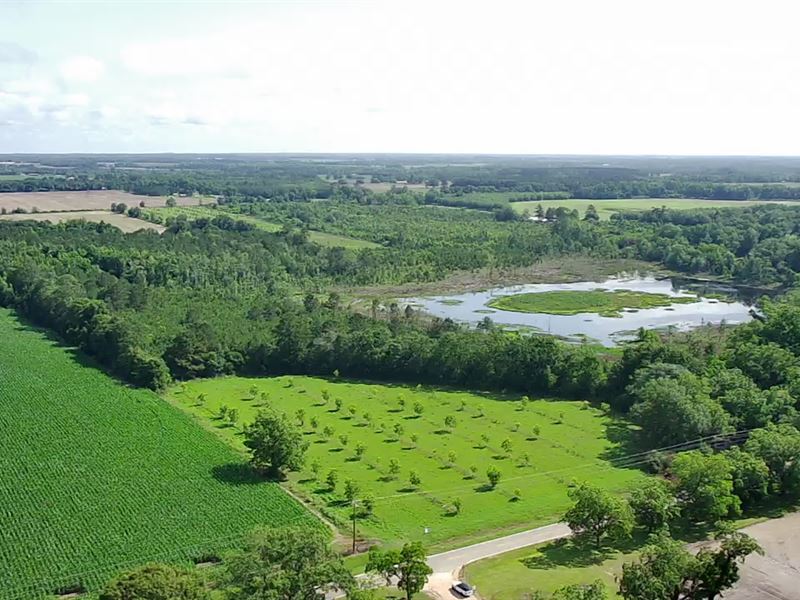 113+Ac Pecan Orchard & Hunting Land : Cairo : Grady County : Georgia