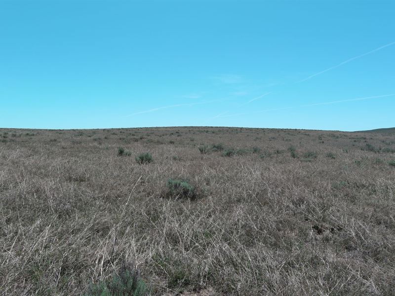 Crook / I-76 Pasture Land Auction : Sterling : Logan County : Colorado