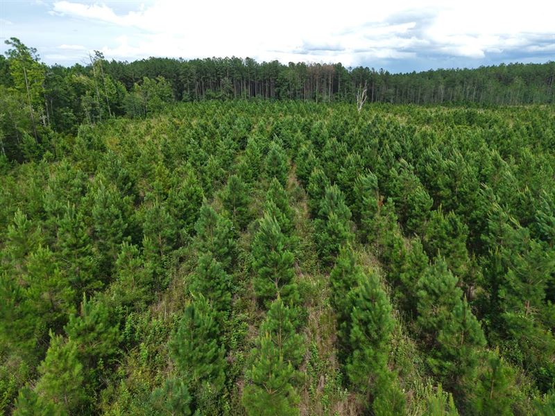 30.65 Ac Land for Sale in Camde : White Oak : Camden County : Georgia