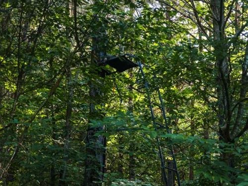 1,379 Acres in Decatur County, TN : Parsons : Decatur County : Tennessee