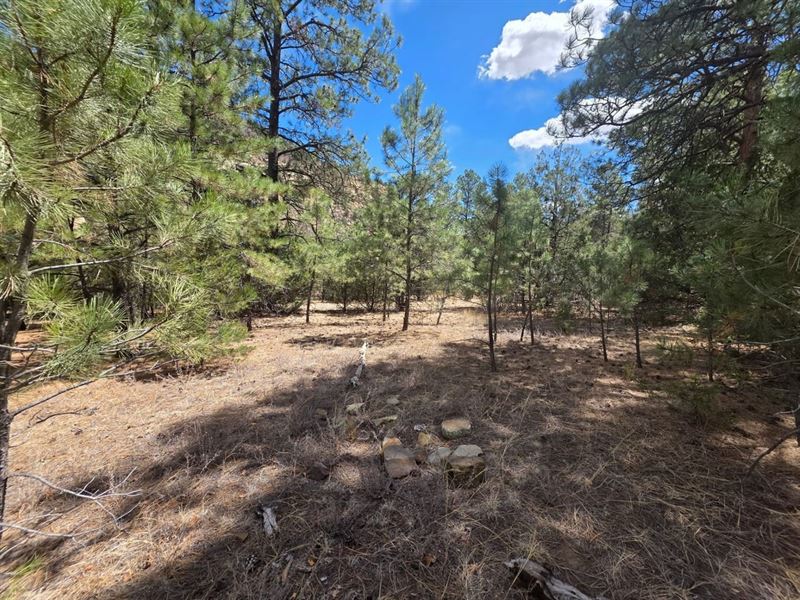 173 Timber Canyon : Trinidad : Las Animas County : Colorado