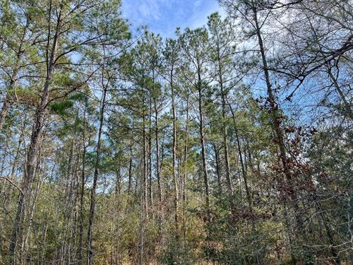 22 Acres, T-1, Zavalla Road, 047 : Mauriceville : Orange County : Texas