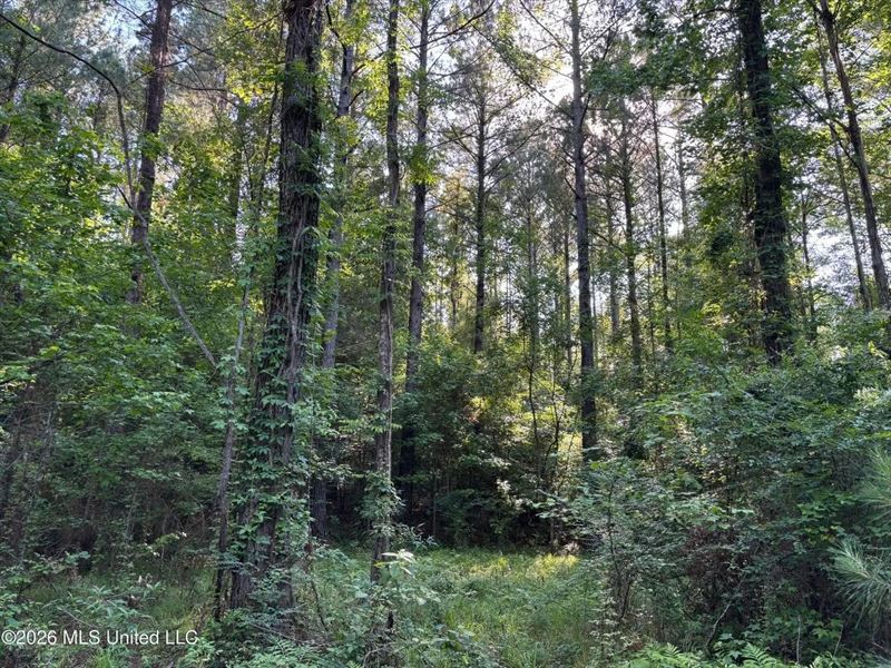 200 Acres Franklin County MS Huntin : Roxie : Franklin County : Mississippi