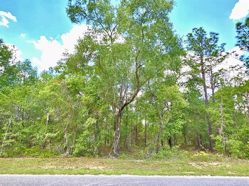 Beautiful Lot at Paved Road : Hawthorne : Putnam County : Florida