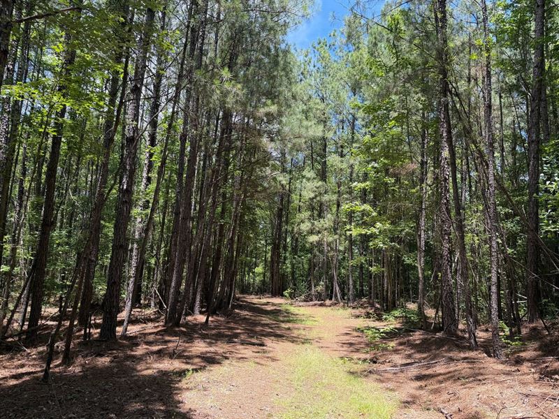 18 Acres Buhl Homesite : Buhl : Tuscaloosa County : Alabama