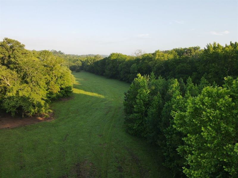 Wolf Creek Tract 520 Acres : Forest Home : Butler County : Alabama