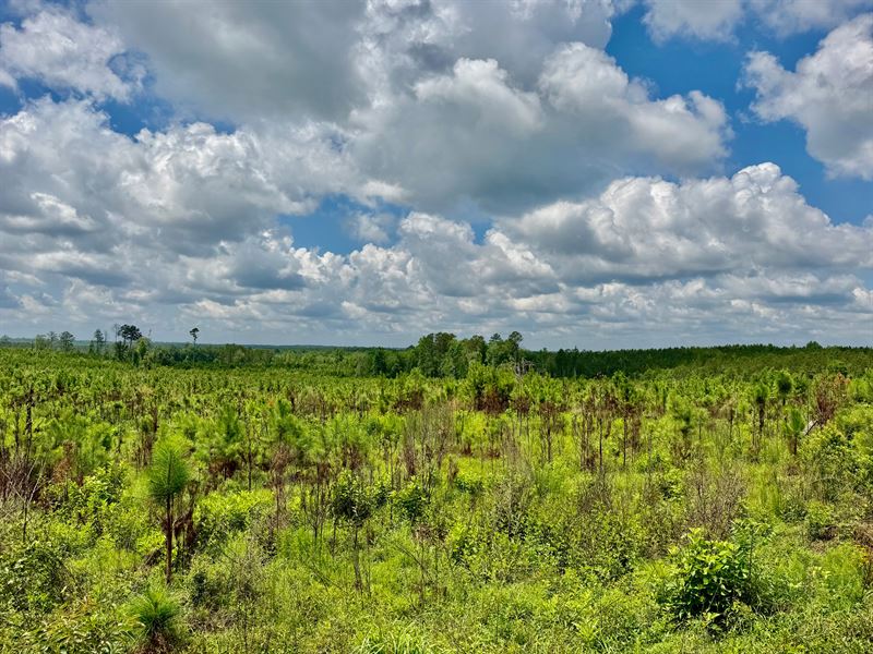 Conecuh Longleaf 36 : Evergreen : Conecuh County : Alabama