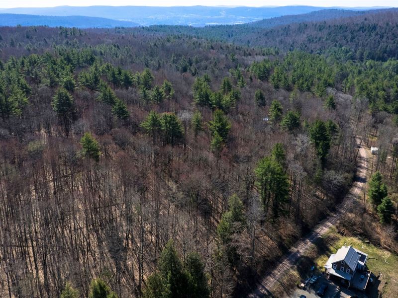 Wooded Homesite Near State Forest : Bainbridge : Chenango County : New York