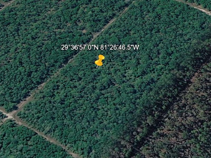 Affordable Big Property $199 Down : Flagler Estates : Flagler County : Florida