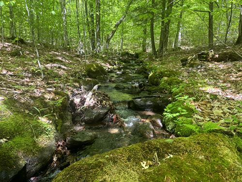 Forest Trails and Adirondack Views : Chester : Warren County : New York