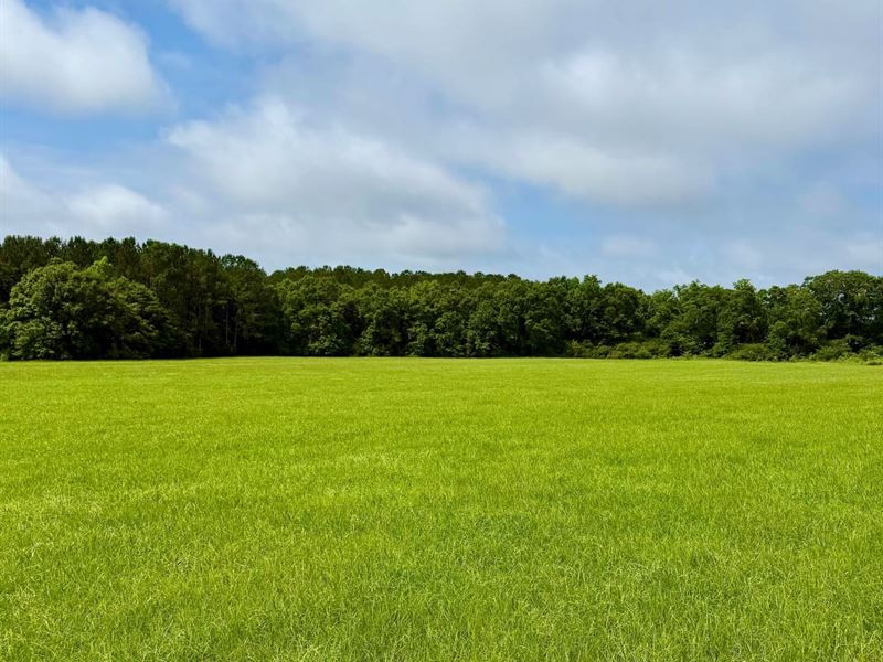 22 Acres Hwy 103 Geneva Co, AL : Slocomb : Geneva County : Alabama