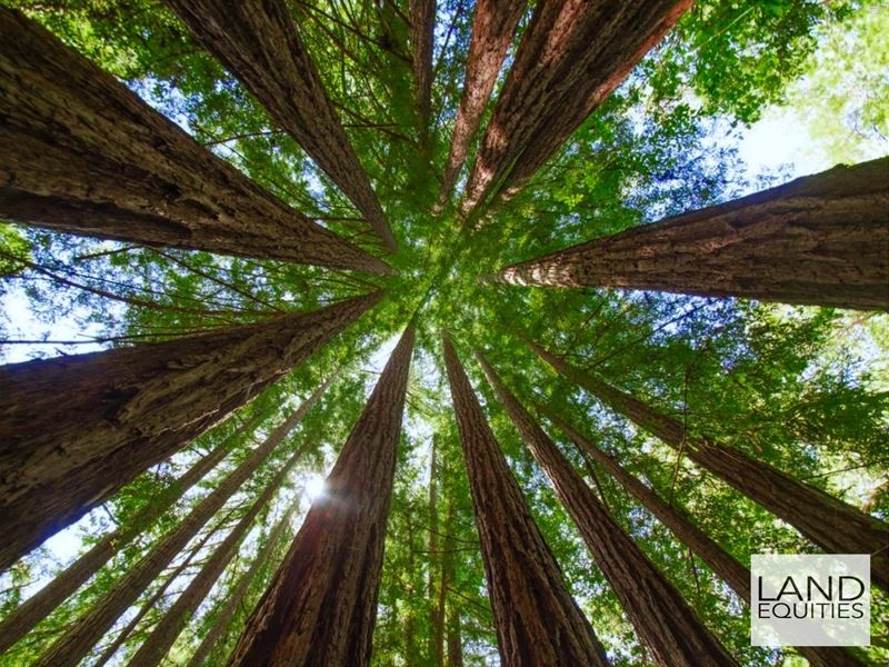 Own A Piece Of The Redwood Forest : Boulder Creek : Santa Cruz County : California