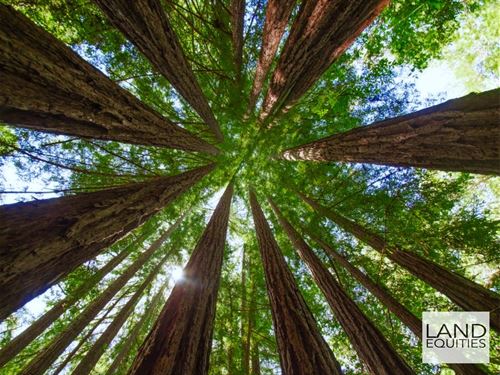 Own A Piece Of The Redwood Forest : Boulder Creek : Santa Cruz County : California