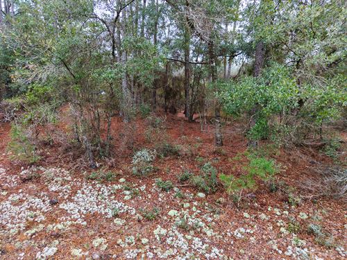 .20 Acres of Florida Land $179/Mo : Interlachen : Putnam County : Florida