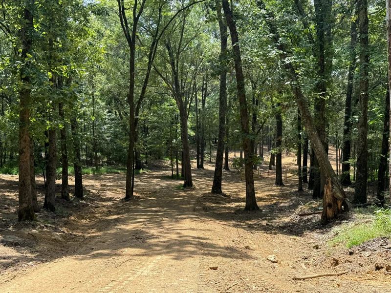 56.32 Acres in Fayette County, TN : Eads : Fayette County : Tennessee