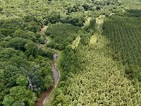 East Fork Ranch & Timber : Clopton : Henry County : Alabama