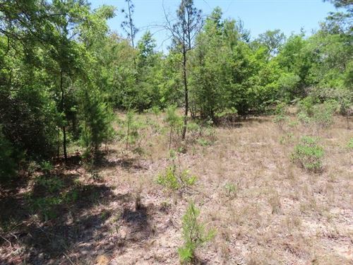 Quarter Acre of Florida Paradise : Chipley : Washington County : Florida