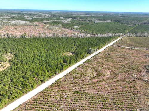 35 Ac Land For Sale Chaney Road : White Oak : Camden County : Georgia