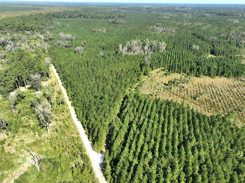126 Ac Land for Sale Chaney Road : White Oak : Camden County : Georgia