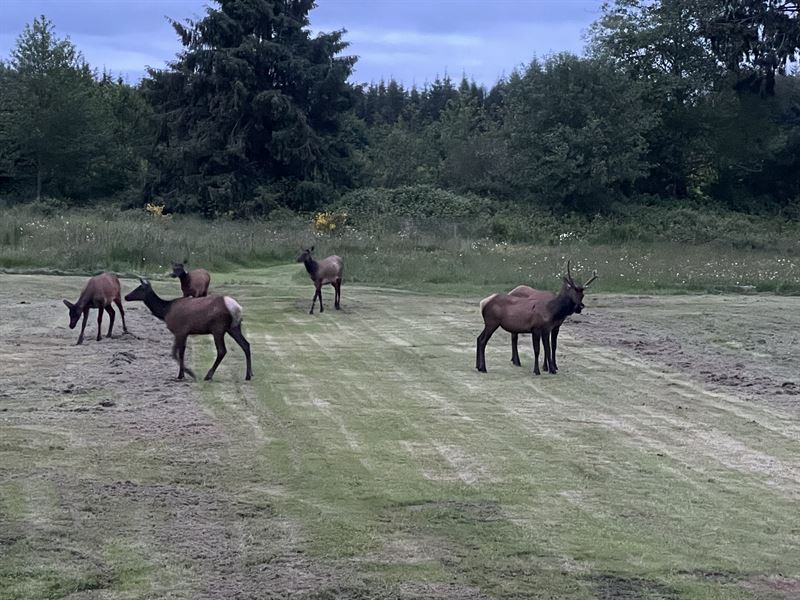 Humptulips River Retreat : Hoquiam : Grays Harbor County : Washington