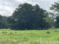 Catania Ranch : Thompsons : Fort Bend County : Texas