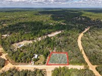 Florida Escape .29 Acre for $249/Mo : Interlachen : Putnam County : Florida