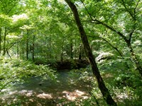 Blue Springs Creek 26 Acres : Blountsville : Blount County : Alabama