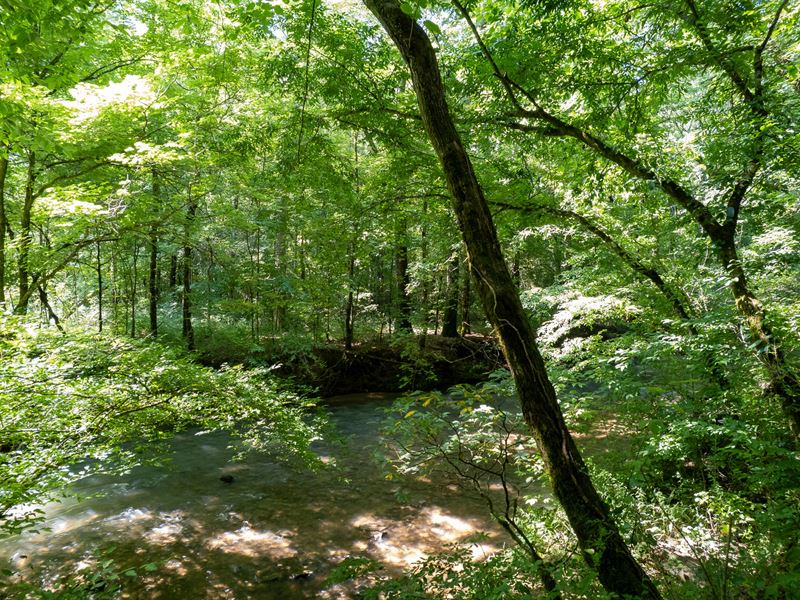 Blue Springs Creek 26 Acres : Blountsville : Blount County : Alabama