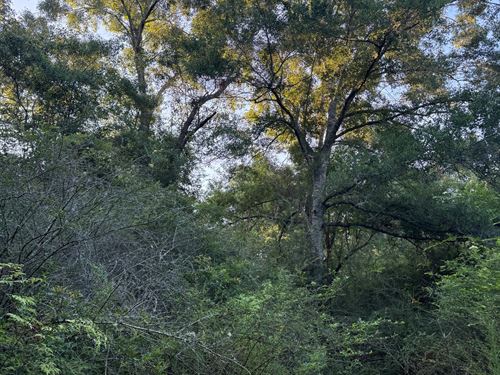 16 Acres, Well & Septice, Holmes Co : Bonifay : Holmes County : Florida