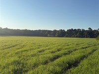16 Acres, Well & Septice, Holmes Co : Bonifay : Holmes County : Florida