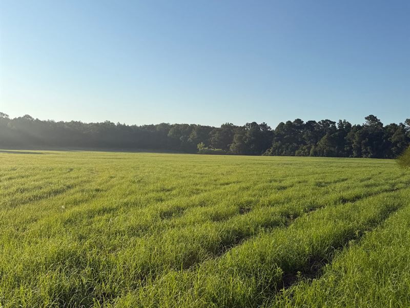16 Acres, Well & Septice, Holmes Co : Bonifay : Holmes County : Florida
