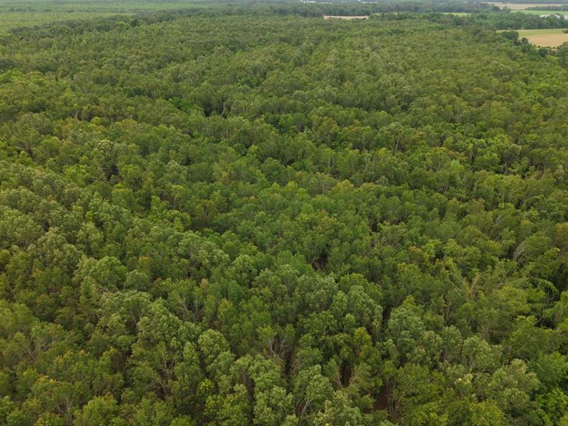 181.48 Acres in Richland Parish : Delhi : Richland Parish : Louisiana