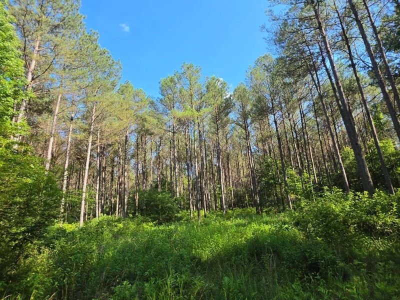 382.3 Acres in Choctaw and Winston : McCool : Choctaw County : Mississippi