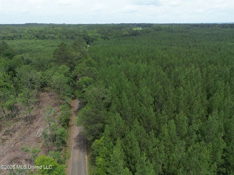 70 Acres of Plantation Pines Pike : McComb : Pike County : Mississippi