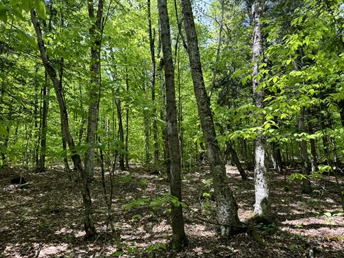 Adirondack Wilderness Near Gore Mtn : Chester : Warren County : New York