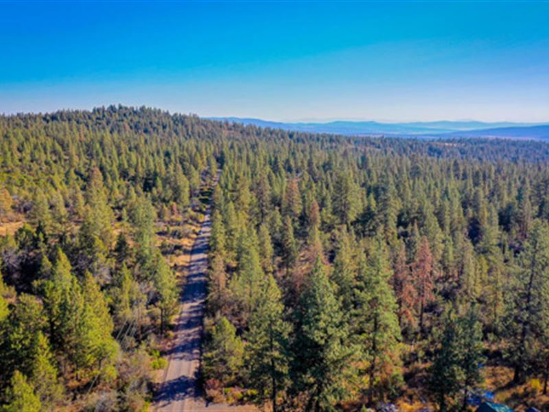 A Forested Corner of The Outback : Bonanza : Klamath County : Oregon