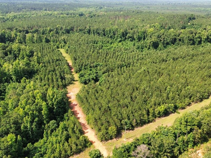 30 Acres Randolph Co. GA : Cuthbert : Randolph County : Georgia