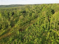 51 Acres in Simpson County in Pinol : Pinola : Simpson County : Mississippi
