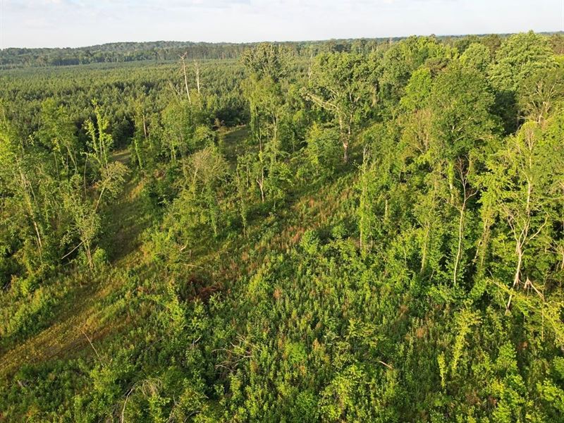 51 Acres in Simpson County in Pinol : Pinola : Simpson County : Mississippi