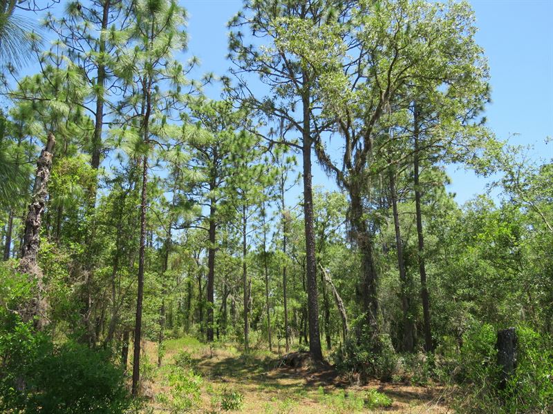 Early Bird Timberland/Rec. Tract : Ocala : Marion County : Florida