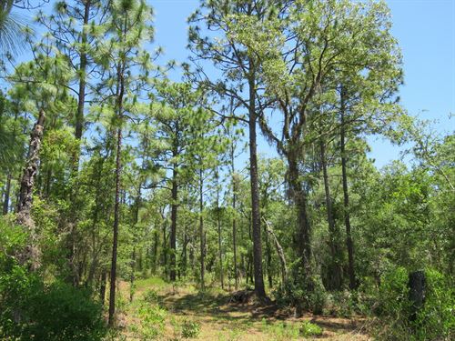 Early Bird Timberland/Rec. Tract : Ocala : Marion County : Florida