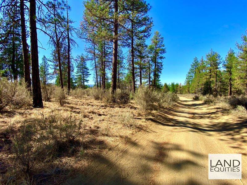 Claim Your Freedom in The Trees : Sprague River : Klamath County : Oregon