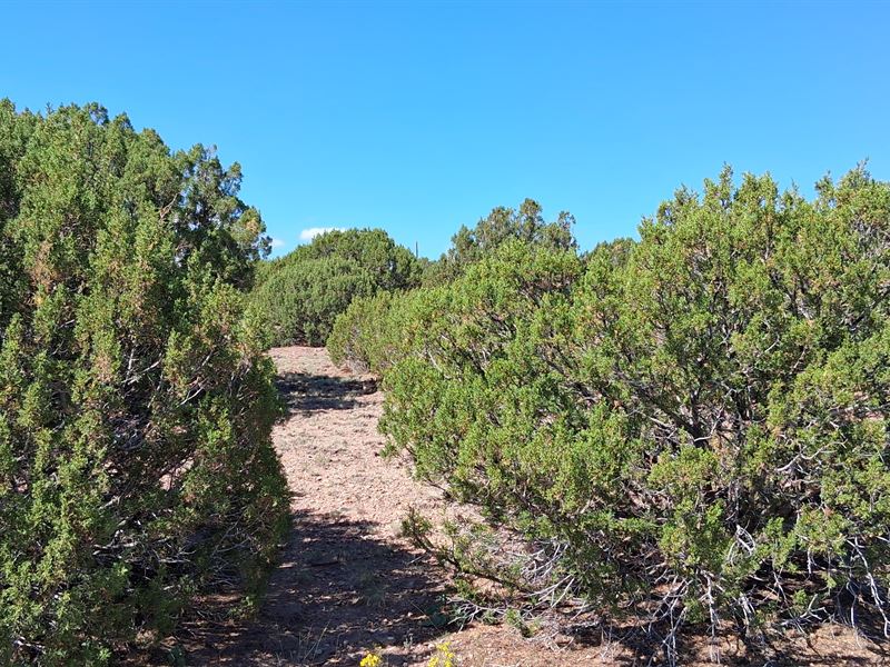 Spacious Lot with Power and Water : Concho : Apache County : Arizona