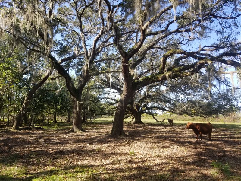 Central Florida Farm Potential : Astatula : Lake County : Florida