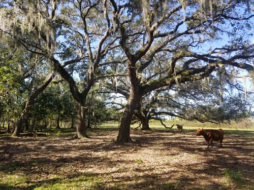 Central Florida Farm Potential : Astatula : Lake County : Florida